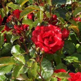 Ruby Anniversary Rose (Rosa Ruby Anniversary) 2
